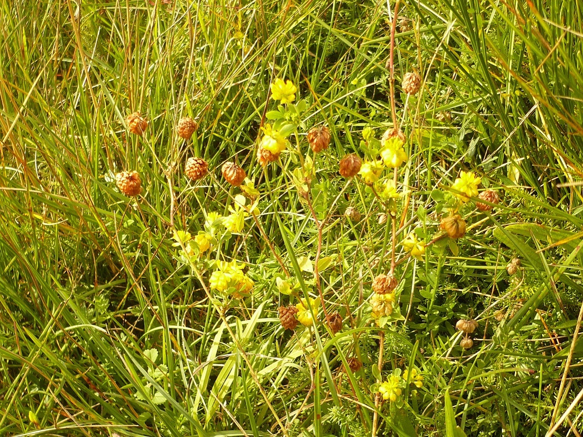 Trifolium aureum (Fabaceae)
